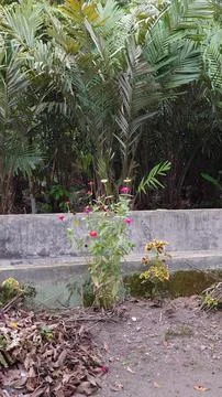 Some flower 库存照片