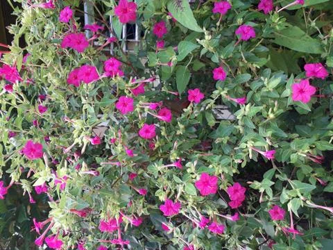 Some flower in tree Stock Photos