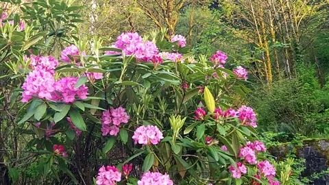 Some flowers Stock Footage 99117986