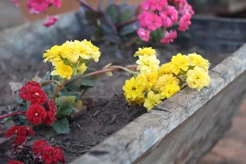 Some flowers Stockfoto's