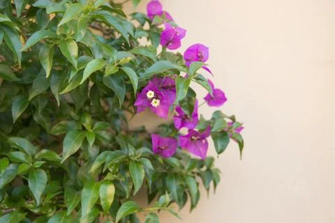 Some flowers on a wall. Stock Photos