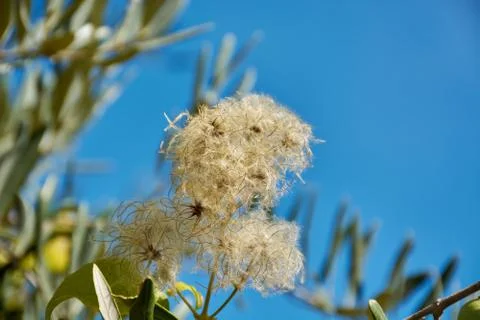 Some flying seeds Stock Photos