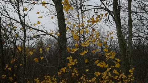Some foliage on the background of bare trees Stock Footage 117897285