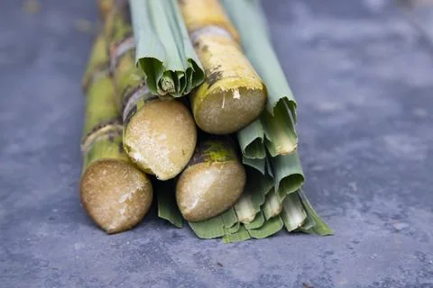 Some  fresh  sugarcane slices with leaf of   row on the floor Stock Photos