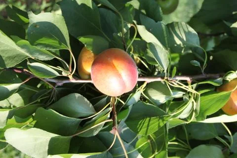 Some fruits on the branch of a tree Stock Photos