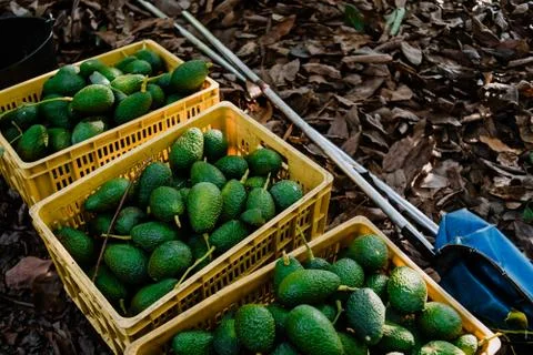 Some full boxes os hass avocados. Harvest Season Fotos de archivo