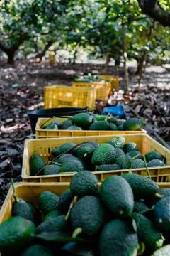 Some full boxes os hass avocados. Harvest Season Fotos de archivo