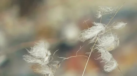 Some Fuzzes Stock Footage 52702973