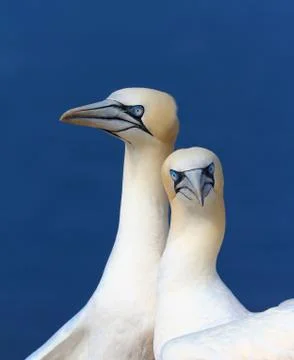 Some gannets in a funny pose Stock Photos
