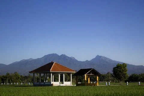 Some gazebos in the paddy fields Stock Photos