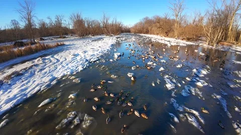 Some geese and ducks don't fly South for Winter. Many stay in Wisconsin Stock Footage 295300883