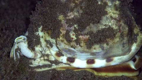 Some giant cowry shell  on the sand in Zulu sea Stock Footage 89112717