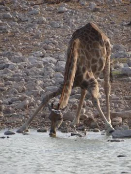 Some giraffe drinking Foto stock