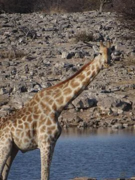 Some giraffe drinking Stock Photos