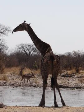 Some giraffe drinking Stock Photos