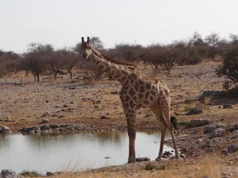 Some giraffe drinking Stock Photos