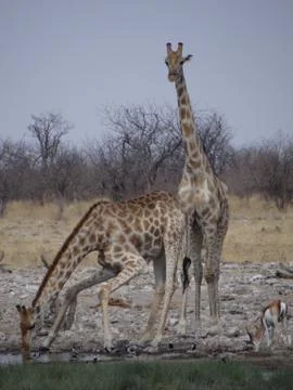 Some giraffes drinking Stock Photos