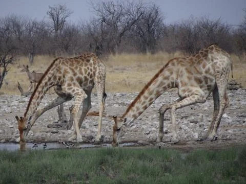 Some giraffes drinking Stock Photos