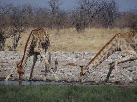 Some giraffes drinking Stock Photos