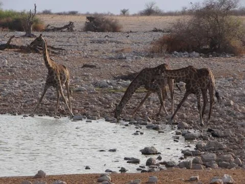 Some giraffes drinking Stock Photos