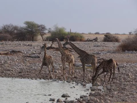 Some giraffes drinking Stock Photos