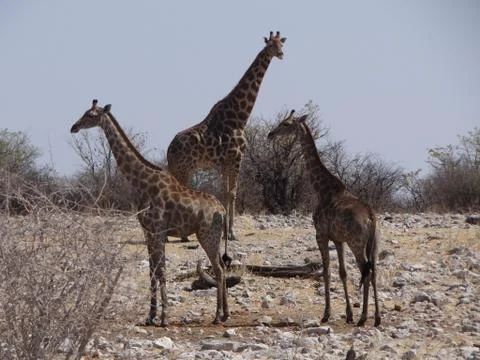 Some giraffes drinking Stock Photos