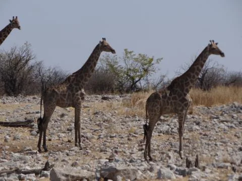 Some giraffes drinking Stock Photos