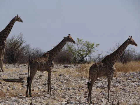 Some giraffes drinking Stock Photos