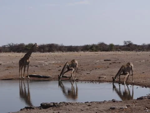 Some giraffes drinking Stock Photos