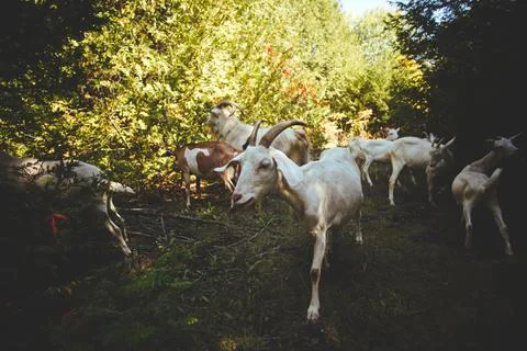 Some goats grazing on a tree lined path with bushes and trees Stock Photos