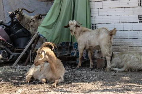 Some goats sitting behind stone building at farm Stock Photos