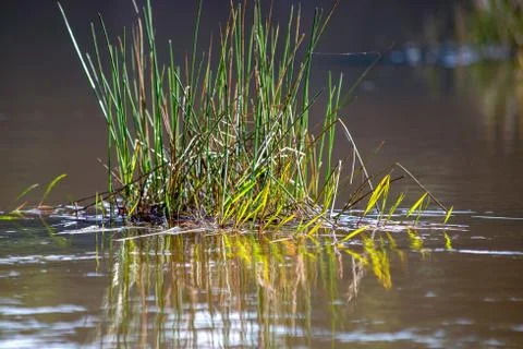 Some grass growing on the surface of the Las Coloradas lagoon, captured at su Foto stock