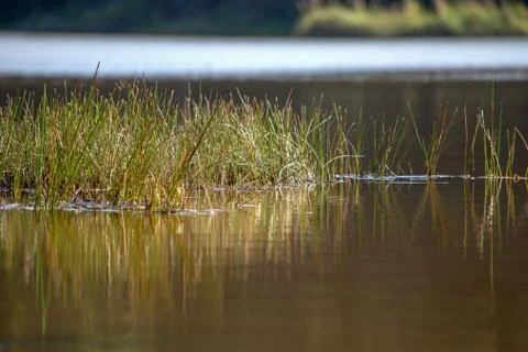 Some grass growing on the surface of the Las Coloradas lagoon, captured at su Stock Photos