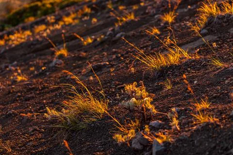 Some grass on the volcanic surface of Mount Rinjani, Lombok, Indonesia Stock Photos