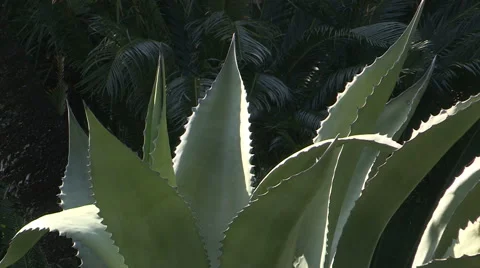 Some green agaves Video stock 56821289
