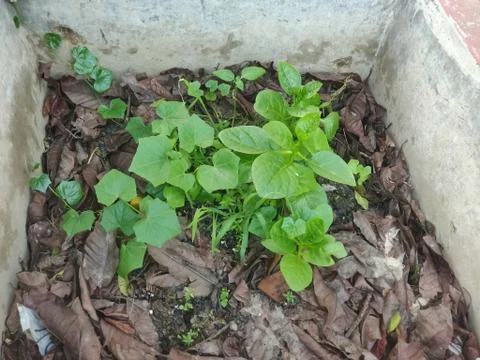 Some green colored small vegetable leaf planted in the middle of a wall on fr Stock Photos