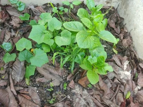 Some green colored vegetable leaf planted in the middle of a wall on fresh so Stock Photos