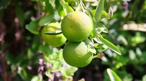 Some green mandarins 스톡 동영상 48884522