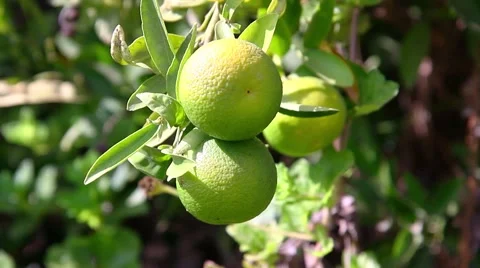 Some green mandarins on tree Stock Footage 42594784