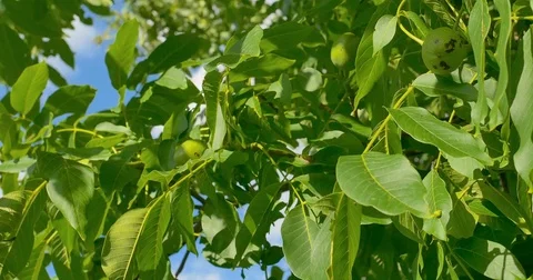 Some green walnuts in tree. Walnuts are rounded, single-seeded stone fruits of Stock Footage 77625087