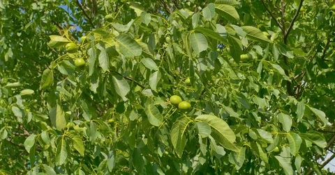 Some green walnuts in tree. Walnuts are rounded, single-seeded stone fruits of Stock Footage 77625452