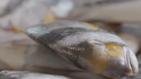 Some grey and yellow fish in a metal basket Stock Footage 135453121