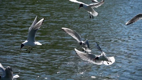 Some gulls are hovering above water surface and picking bread in slow motion. Stock Footage 90217891