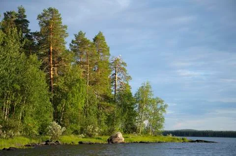 Some gulls on dead pine tree near lake Foto stock