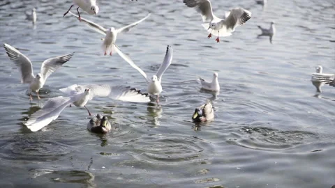 Some gulls fly away under the gaze of other ducks and gulls Stock Footage 221615667