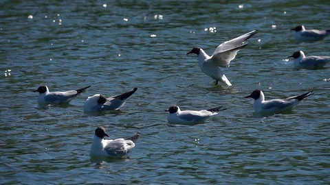 Some gulls on water surface with ripple. A bird is getting wing exercise Stock Footage 90565891