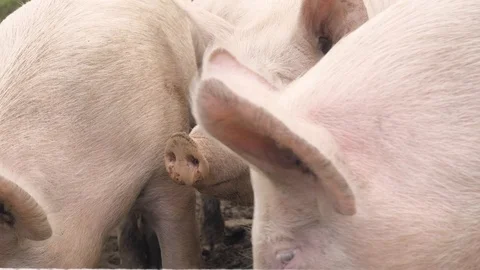 Some happy pigs in the mud on the meadow Video stock 118976453