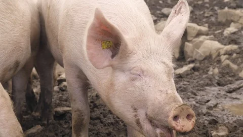 Some happy pigs in the mud on the meadow Video stock 118976483