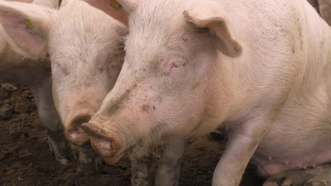 Some happy pigs in the mud on the meadow Stock-Footage 118976784