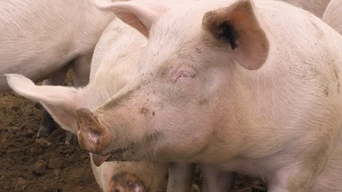 Some happy pigs in the mud on the meadow Video stock 118976883